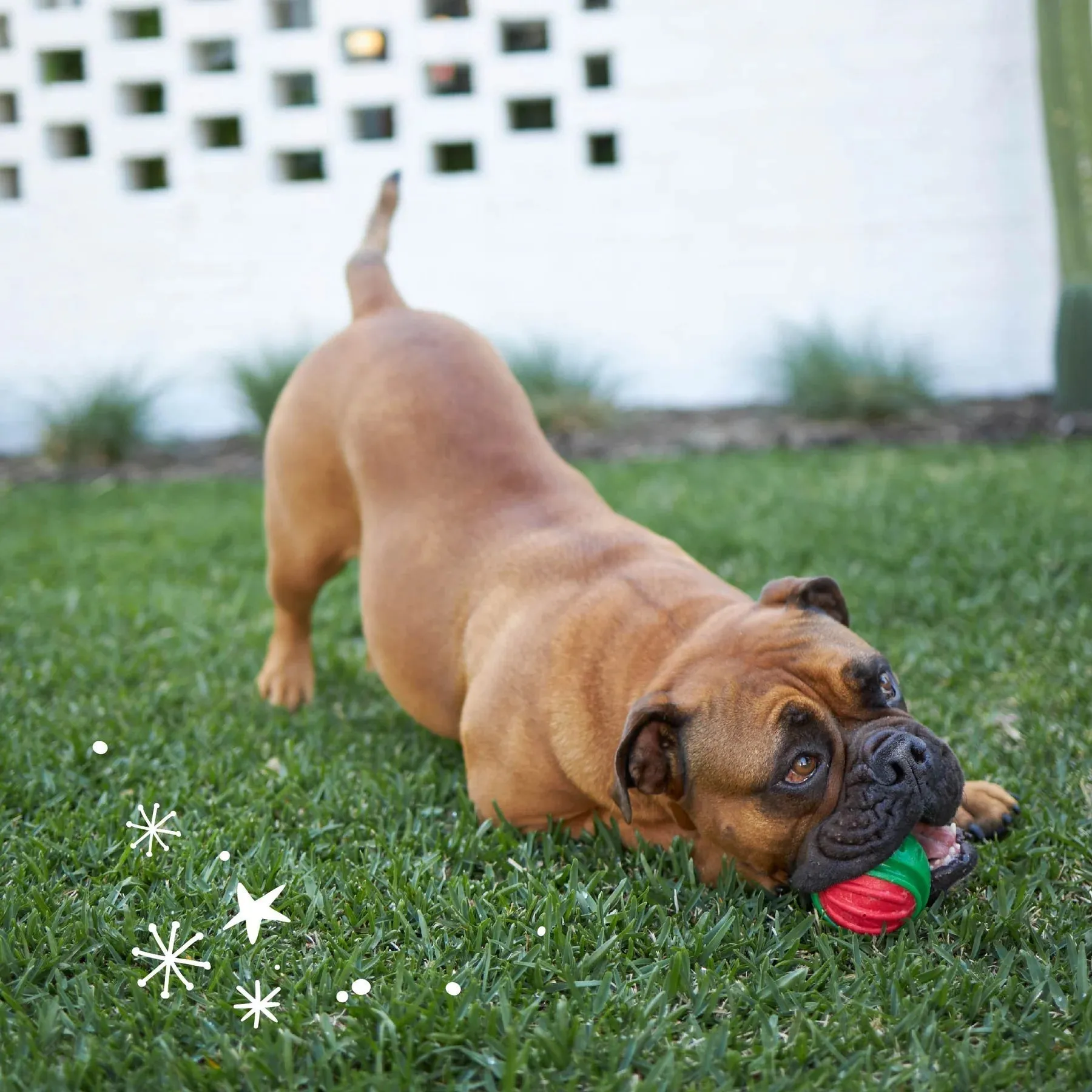 Kazoo Christmas Duraball Dog Ball Toy Small