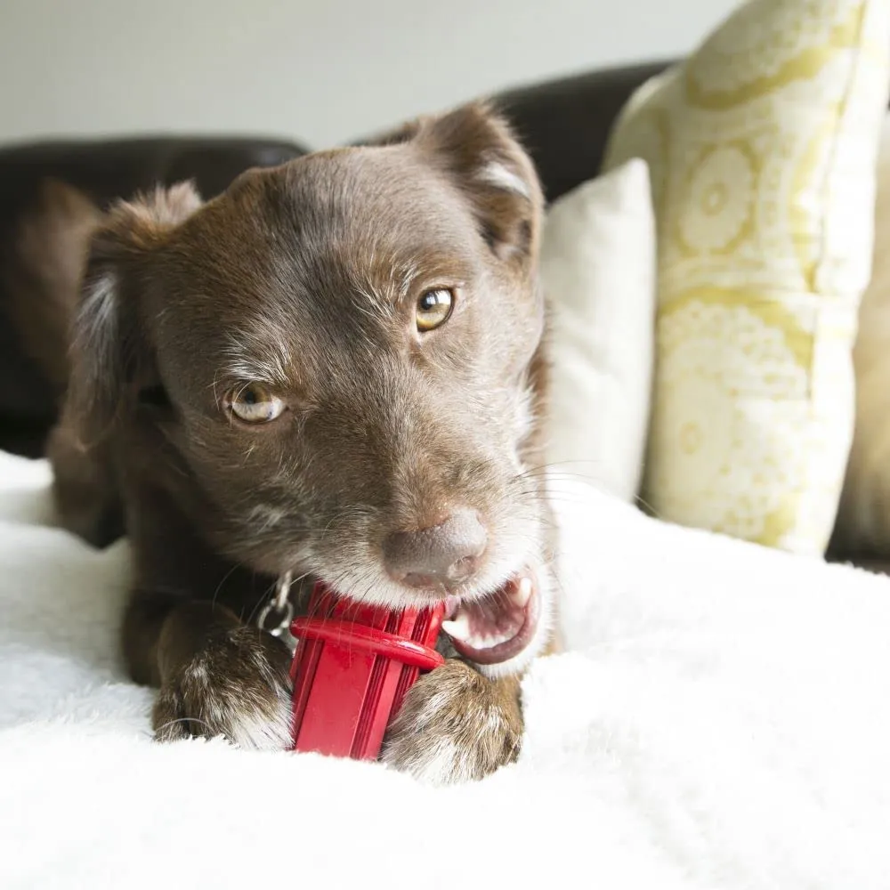 Kong  Dental Stick Dog Toy