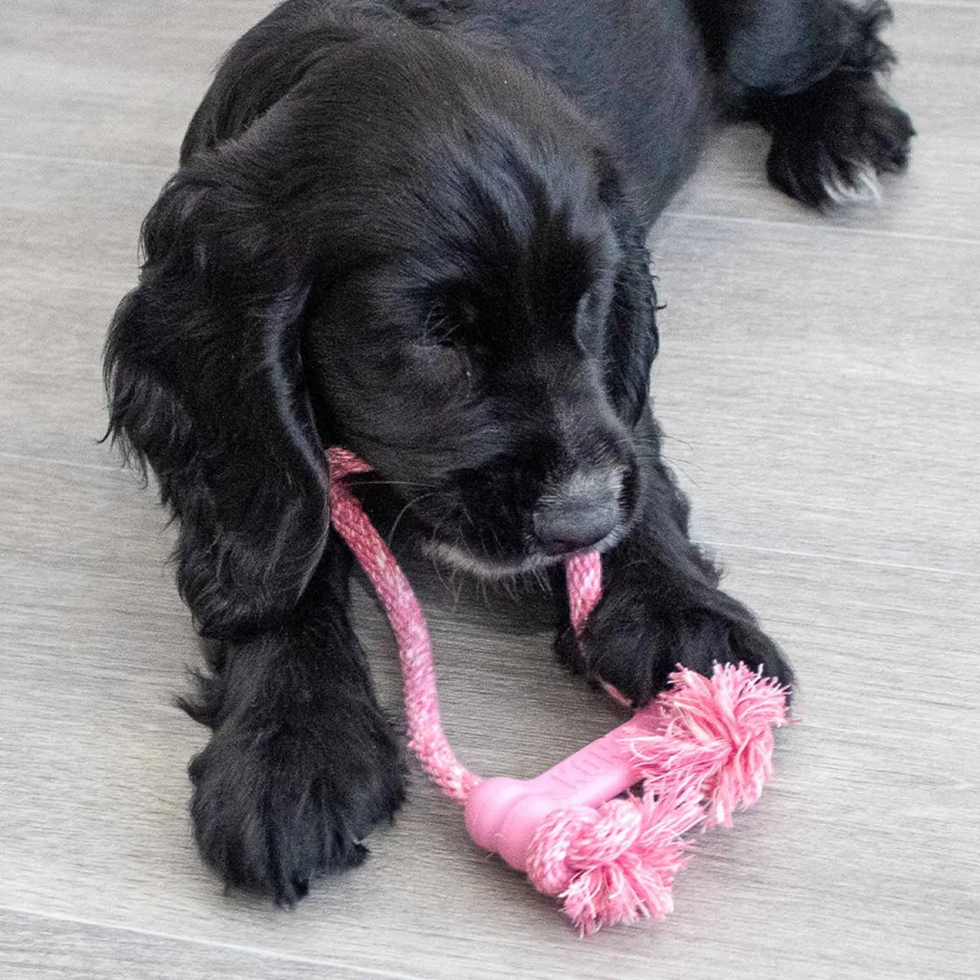 KONG Puppy Assorted Goodie Bone With Rope