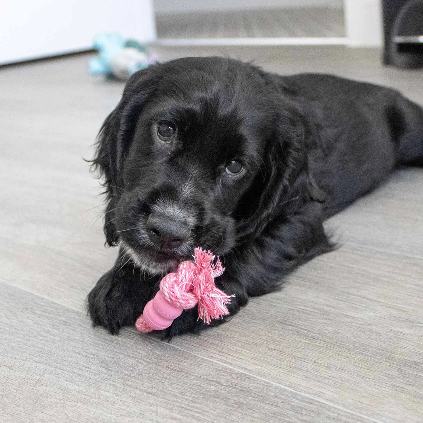 KONG Puppy Assorted Goodie Bone With Rope