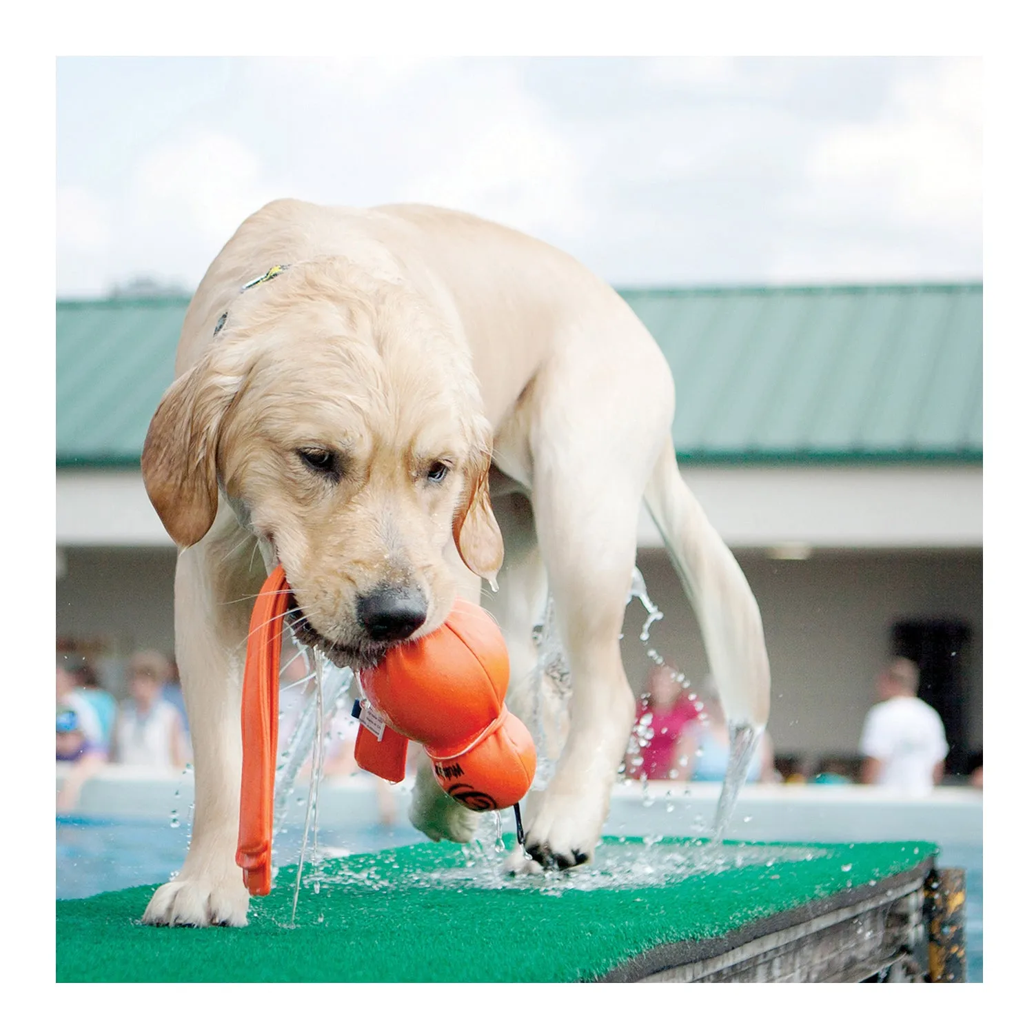 KONG Wet Wubba Dog Toy